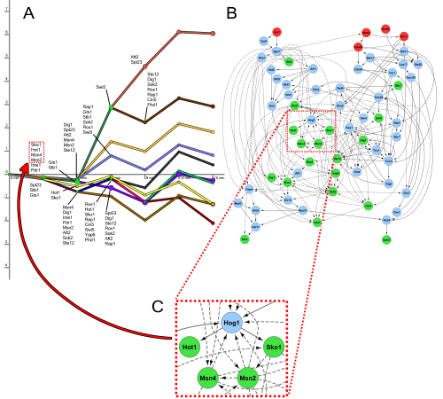 Predicted regulatory pathways and signaling network in the osmotic stress response